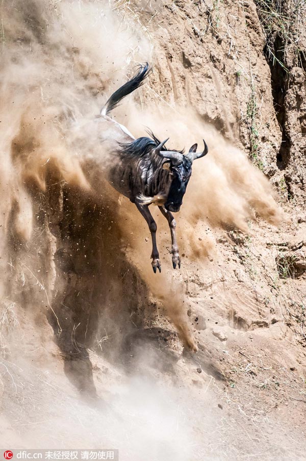 Photos: Wildebeest migration in Kenya