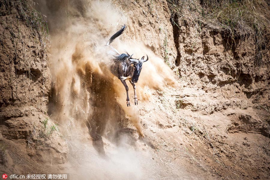 Photos: Wildebeest migration in Kenya