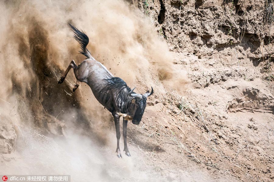 Photos: Wildebeest migration in Kenya