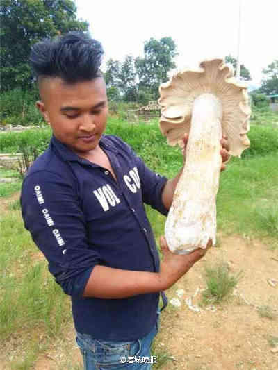 Giant wild funguses found in Yunnan