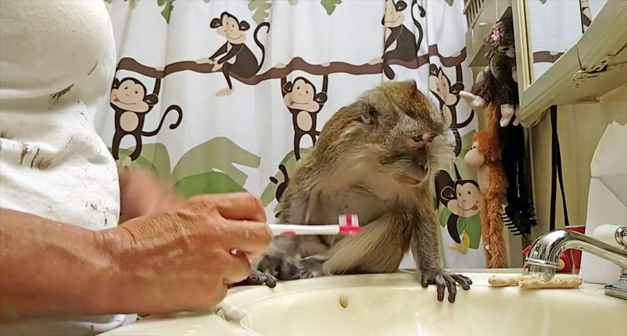 Elderly monkey maintains excellent oral hygiene