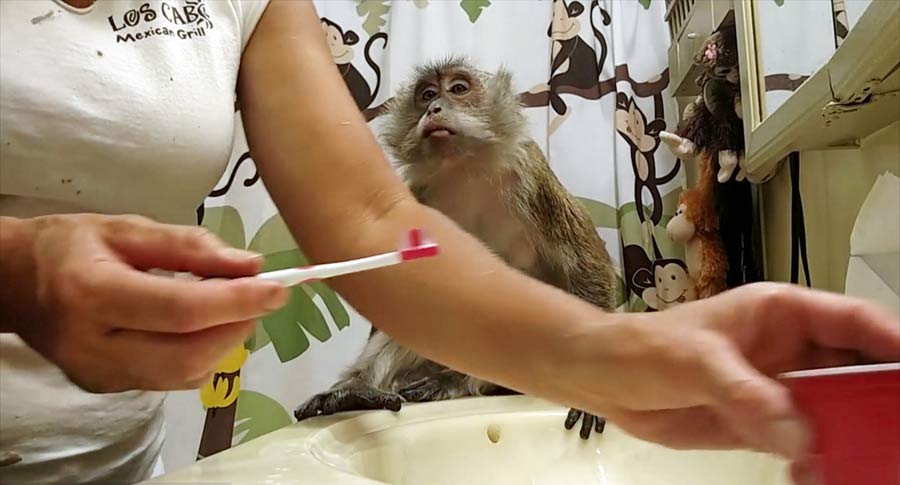 Elderly monkey maintains excellent oral hygiene