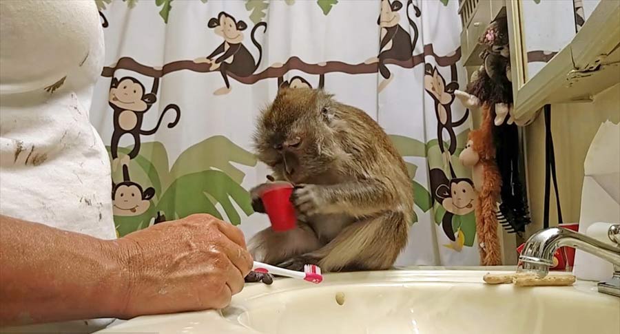 Elderly monkey maintains excellent oral hygiene