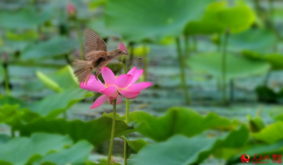 Birds in northern China's Fenhe Wetland