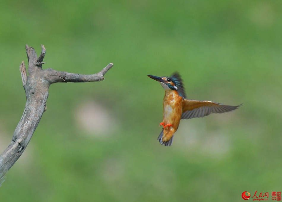 Birds in northern China's Fenhe Wetland