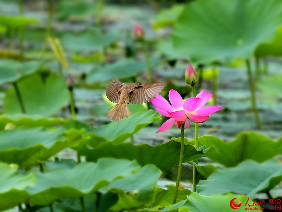 Birds in northern China's Fenhe Wetland