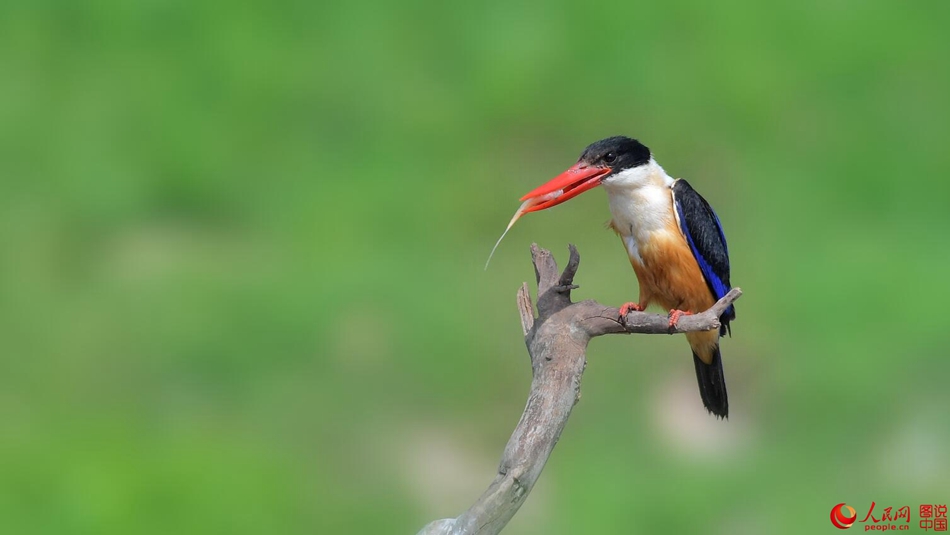 Birds in northern China's Fenhe Wetland