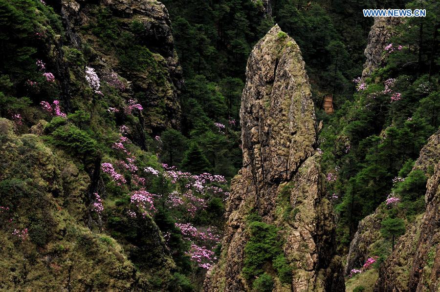 China's Hubei Shennongjia added to World Heritage List