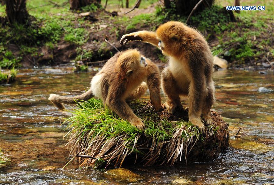 China's Hubei Shennongjia added to World Heritage List