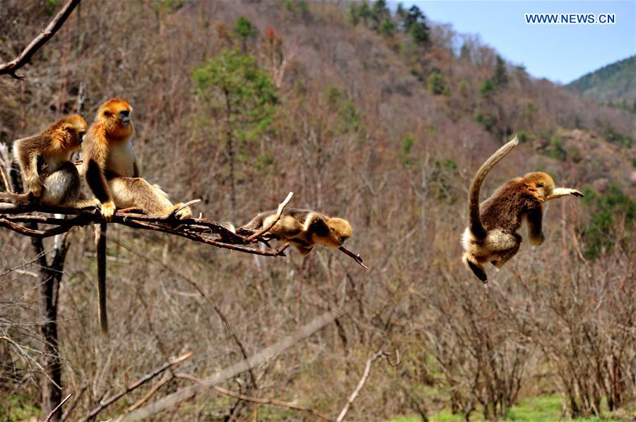 China's Hubei Shennongjia added to World Heritage List