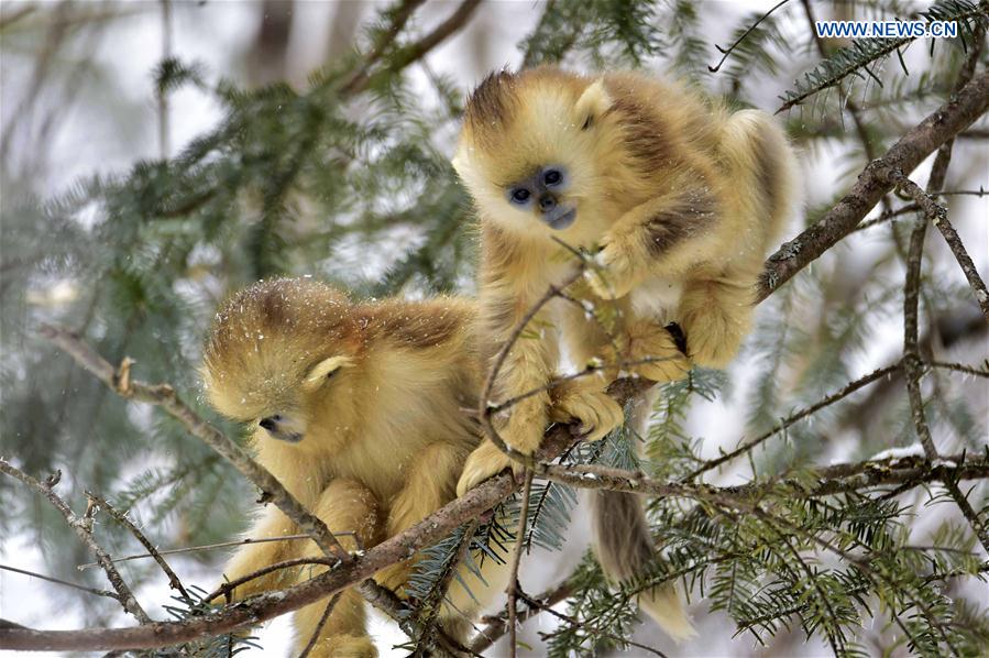 China's Hubei Shennongjia added to World Heritage List