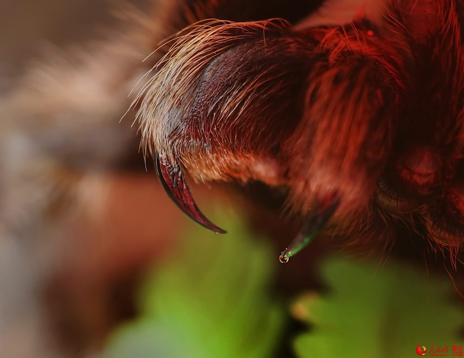 Insects under a micro lens