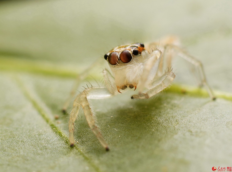 Insects under a micro lens