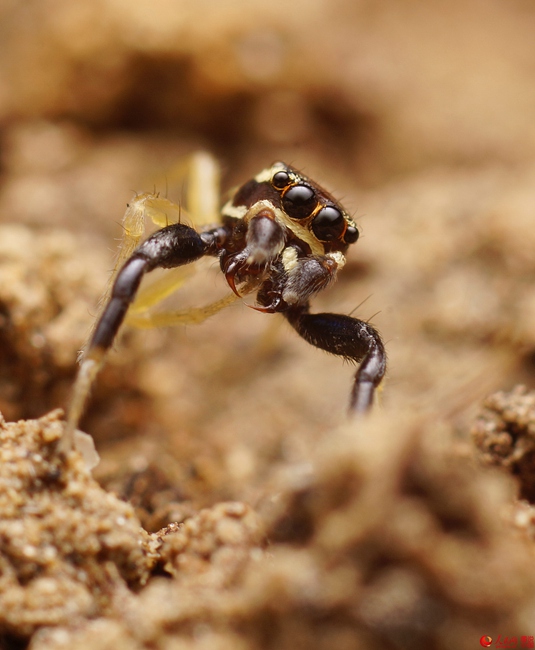 Insects under a micro lens