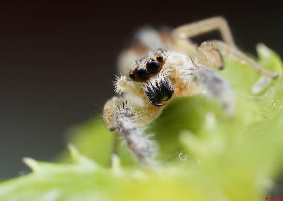 Insects under a micro lens