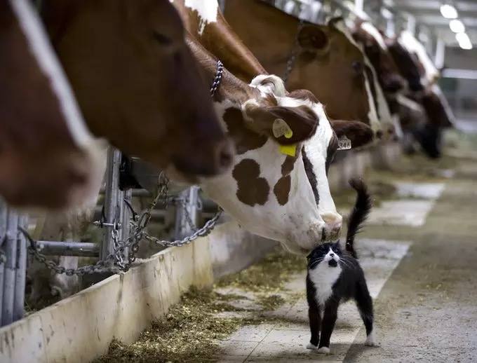 Heartwarming moments show friendship between animals