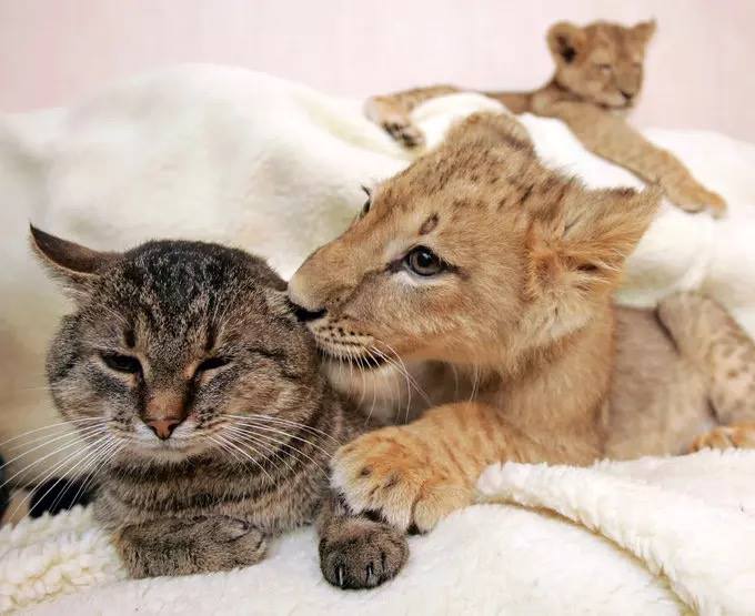 Heartwarming moments show friendship between animals