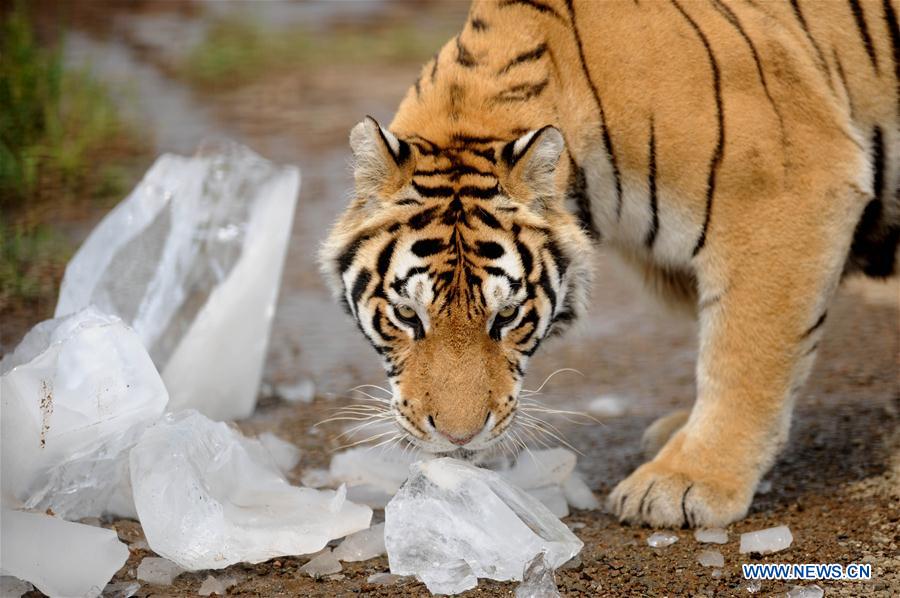 Siberian tigers enjoy summer days in NE China