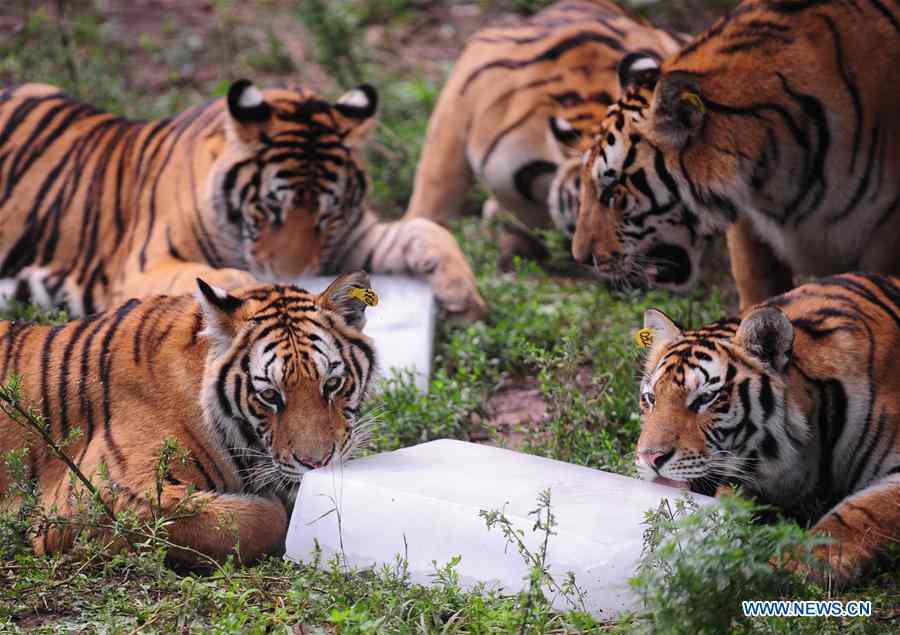 Siberian tigers enjoy summer days in NE China