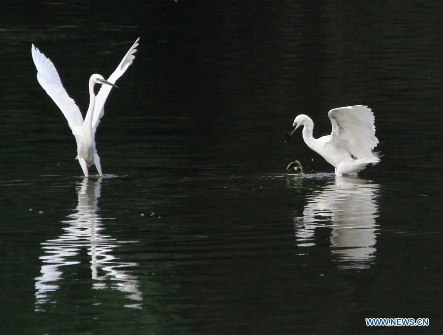 Egrets dance in river