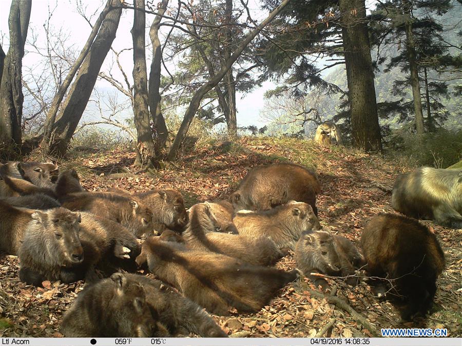 Footage of rare takins nursing captured in N.W. China