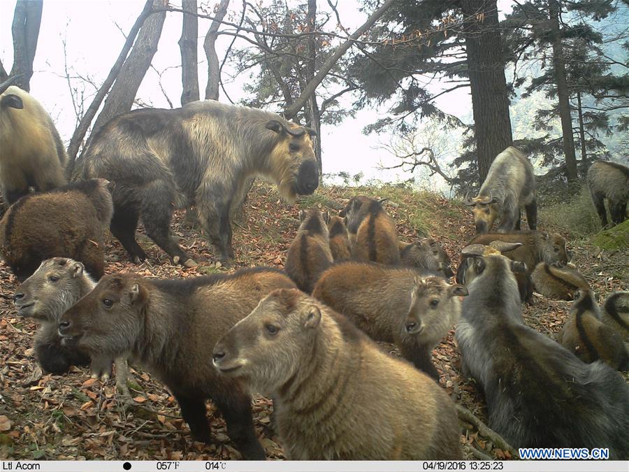 Footage of rare takins nursing captured in N.W. China