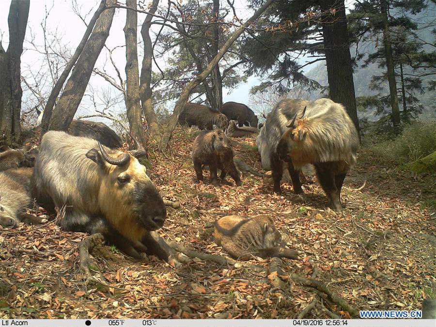 Footage of rare takins nursing captured in N.W. China