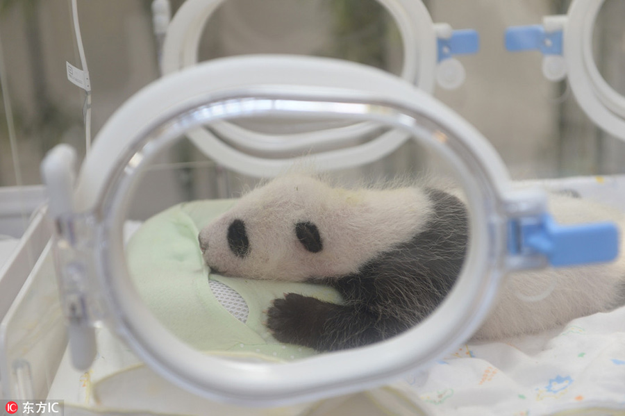 First panda baby born in Shanghai research center turns 1 month old