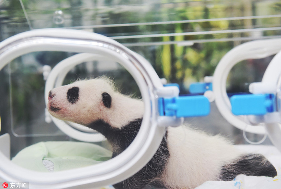 First panda baby born in Shanghai research center turns 1 month old