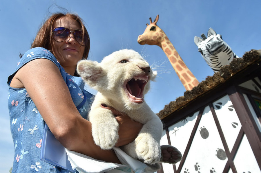 Adorable white lion cubs show off in Ukraine zoo