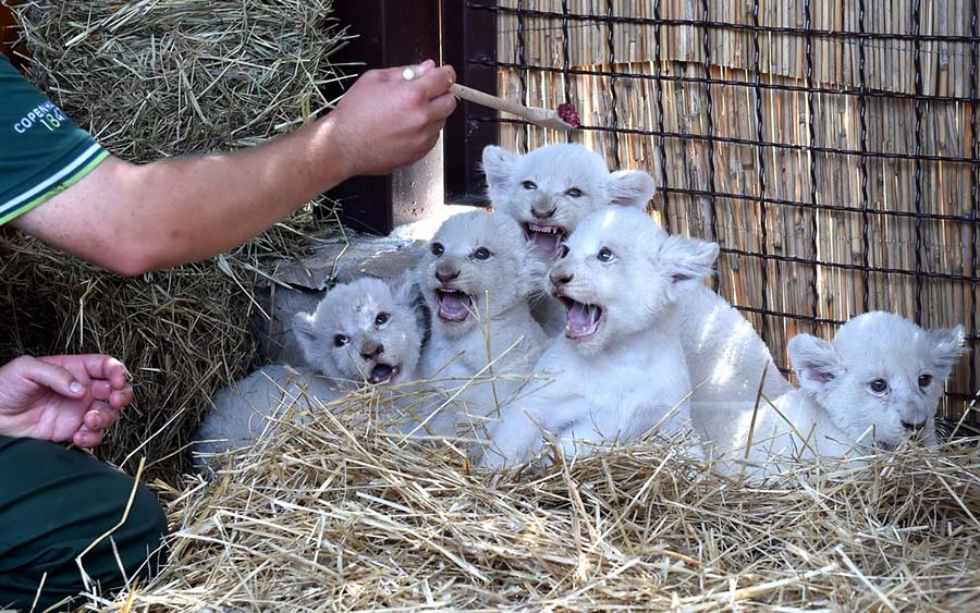 Adorable white lion cubs show off in Ukraine zoo