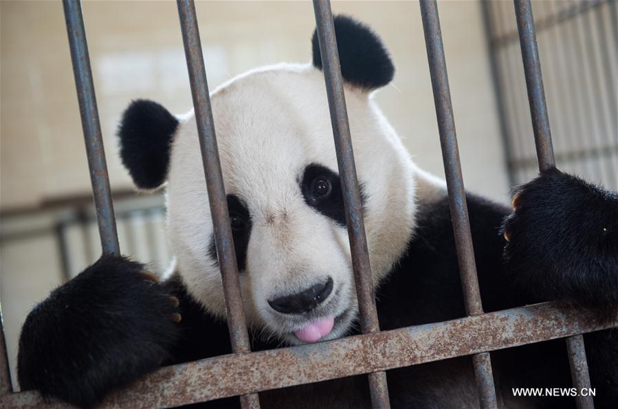 Giant pandas trained to survive in wild in base in SW China 