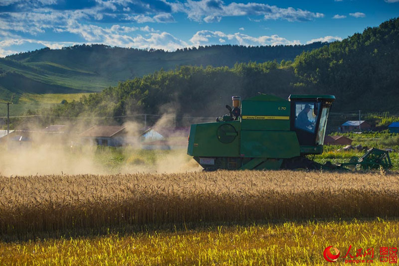 Harvest time in northeastern China