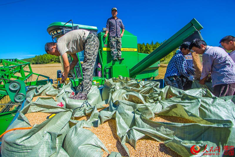 Harvest time in northeastern China