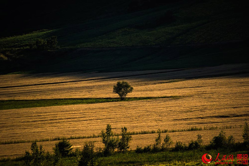 Harvest time in northeastern China