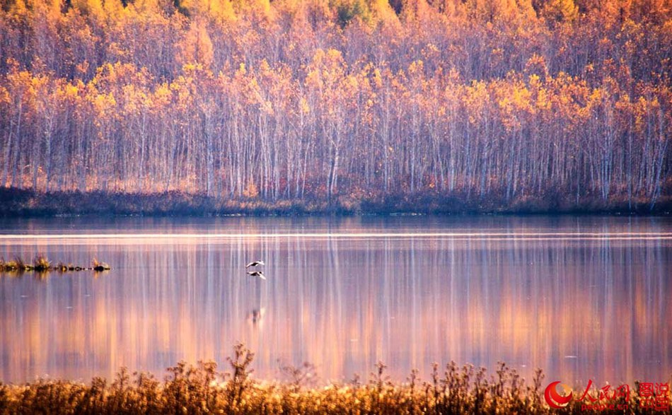 Breathtaking autumn scenery of Greater Khingan 