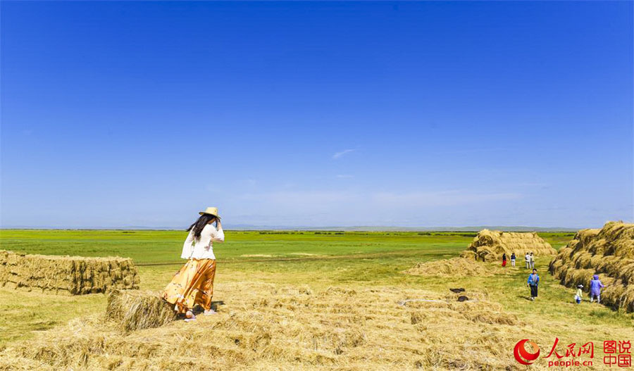 Summertime beauty of Hulun Buir grassland