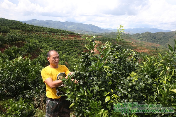 Pu’er “Wo Citrus”