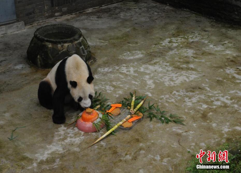 Giant panda 'Panpan' turns 31