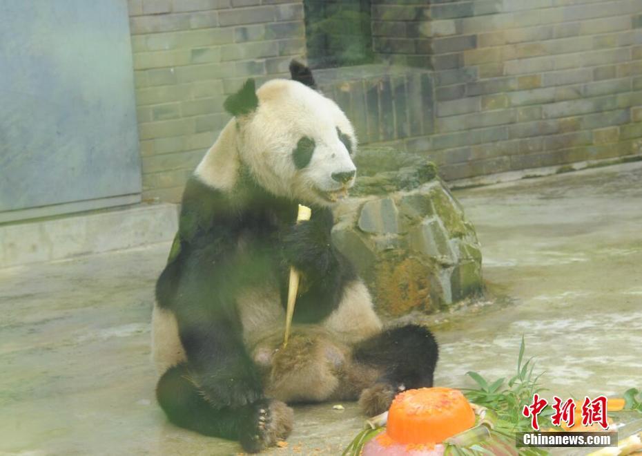 Giant panda 'Panpan' turns 31