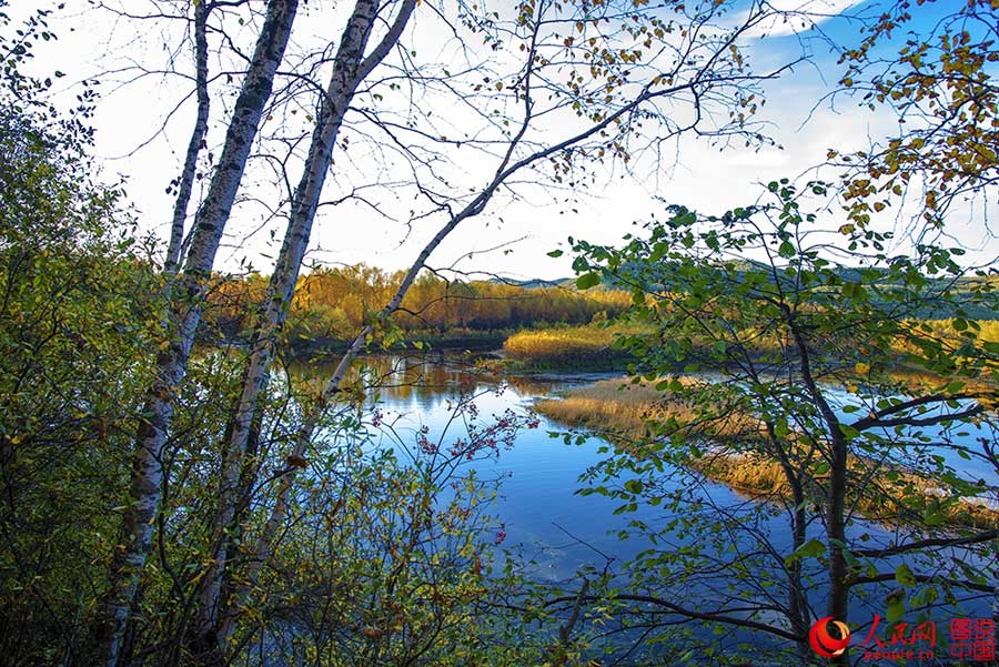 Beautiful autumn foliage around Greater Khingan Mountains