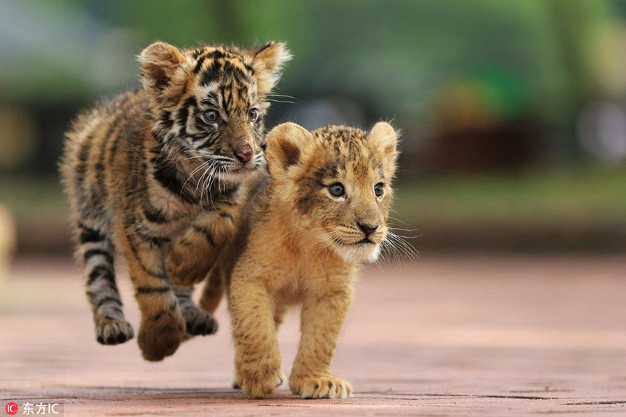 Heart-warming! Cute tiger and lion cubs become best friends in Japanese safari park