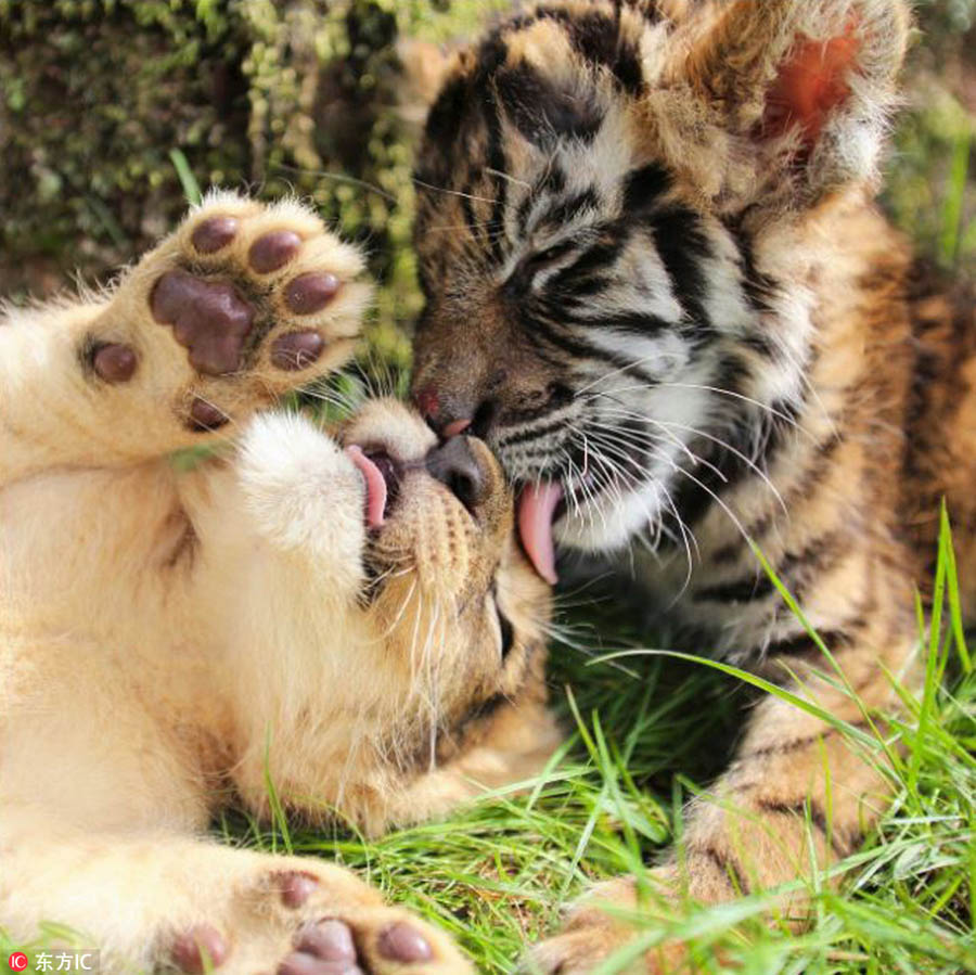 Heart-warming! Cute tiger and lion cubs become best friends in Japanese safari park