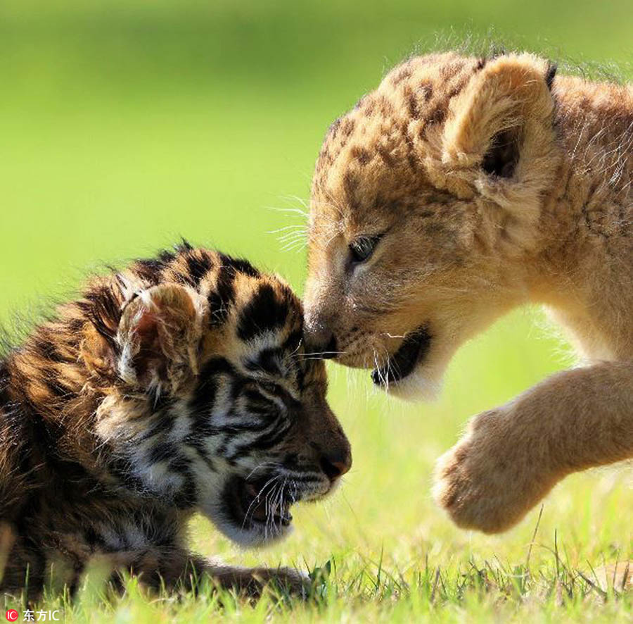 Heart-warming! Cute tiger and lion cubs become best friends in Japanese safari park