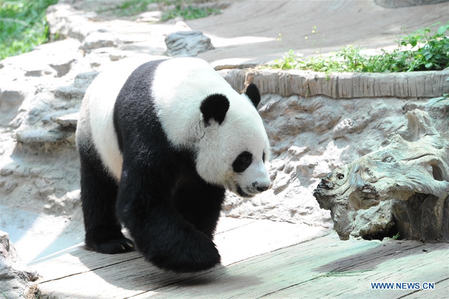 THAILAND-CHIANG MAI-ZOO-GIANT PANDA