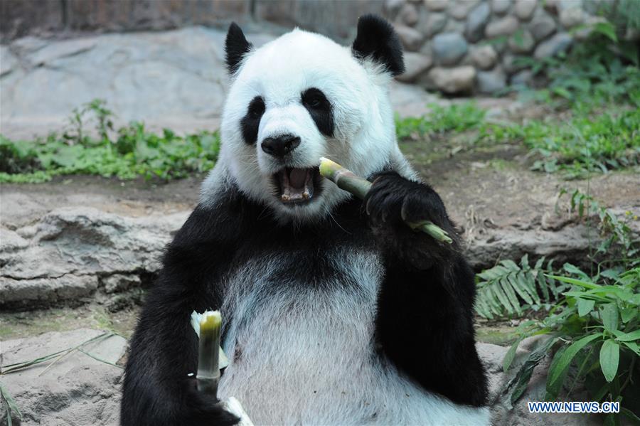 THAILAND-CHIANG MAI-ZOO-GIANT PANDA