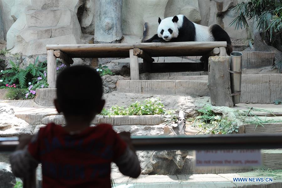 THAILAND-CHIANG MAI-ZOO-GIANT PANDA