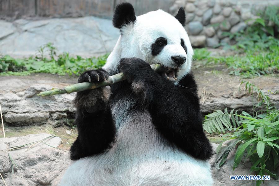 THAILAND-CHIANG MAI-ZOO-GIANT PANDA