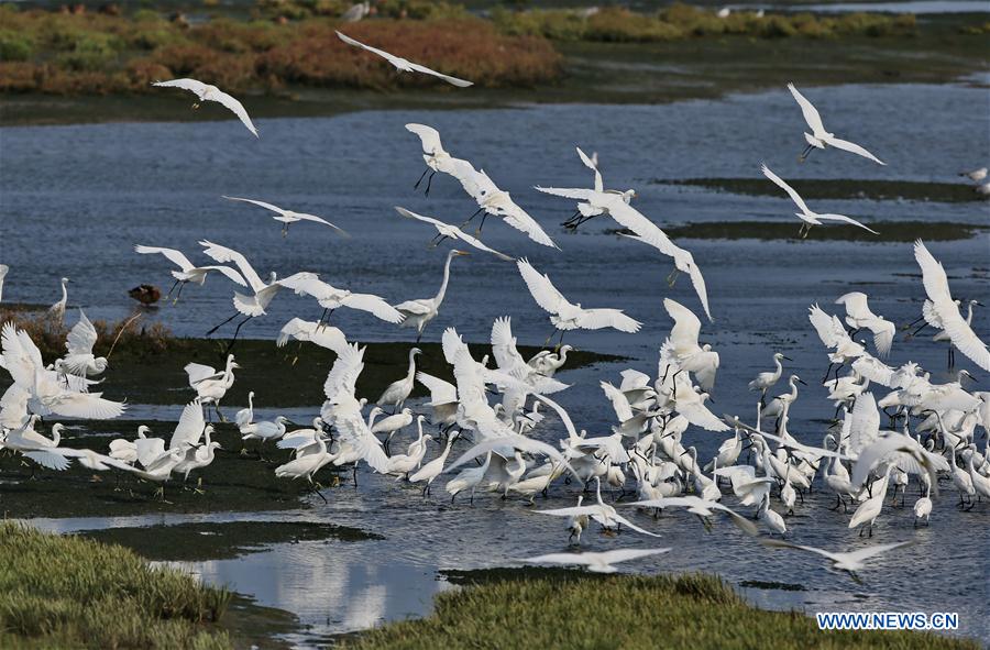 CHINA-HEBEI-QINHUANGDAO-EGRETS (CN)