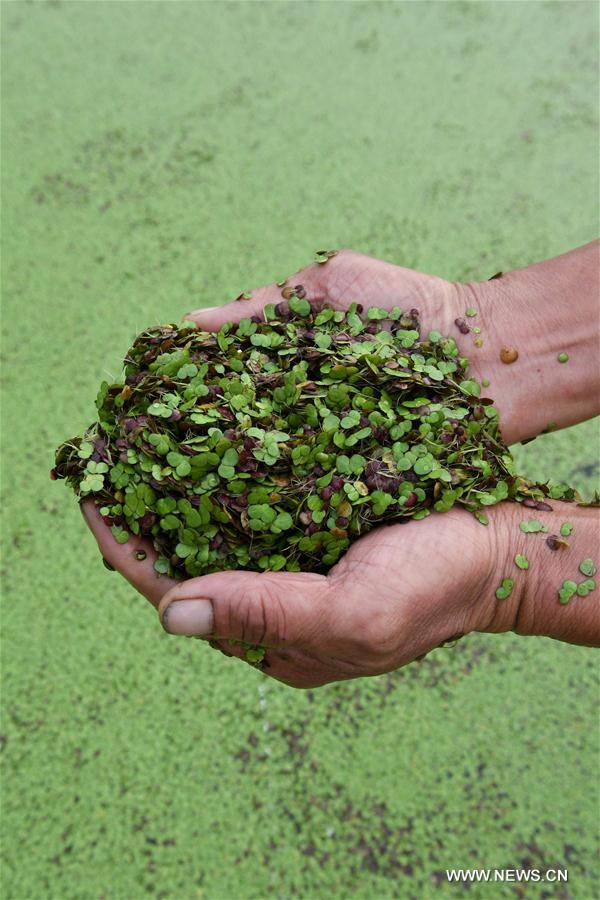 CHINA-HENAN-SHAYING RIVER-DUCKWEED (CN)